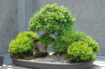 bonsai garden